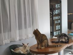 -Cappucimeow猫咪咖啡馆(韦伯时代店)