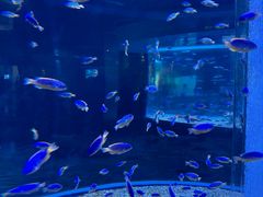 -海合安成都极地海洋公园