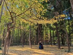 -上海共青森林公园