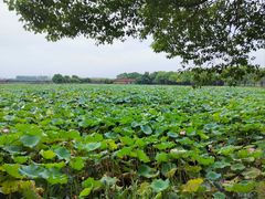 -荷塘月色湿地公园·向阳花洲