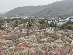 -香雪海