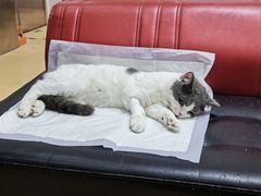 -瑞派天宁宠物医院·猫科·异宠中心
