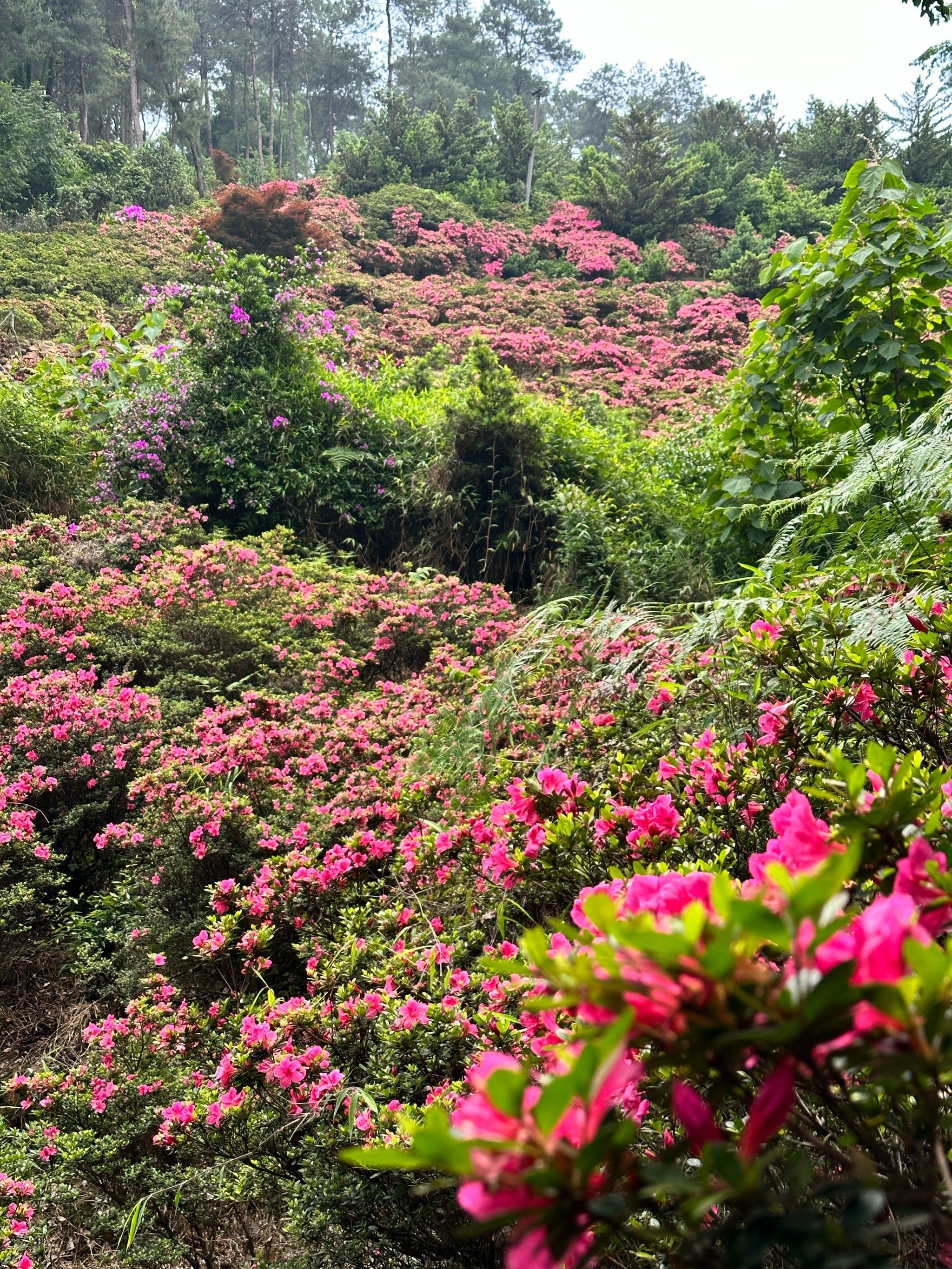 漫山遍野的杜鹃花🌺你见过吗⛰️