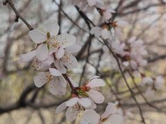 -桃花堤公园
