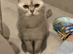 -猫儿山۰猫主题餐厅
