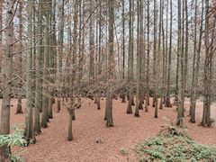 -桤木河湿地公园