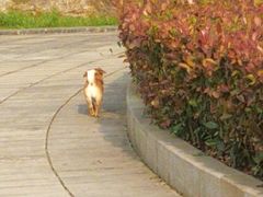 -独秀园