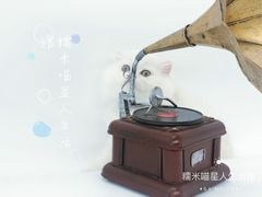 -糯米喵星人总部直营旗舰店·猫舍·幼猫出售