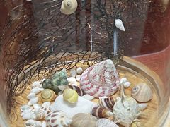 -青岛贝壳博物馆