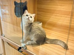 -猫十亿·布偶金渐层·曼基康矮脚猫舍(青年路店)