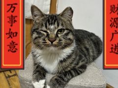 -纳吉亚猫专科动物医院博雅分院