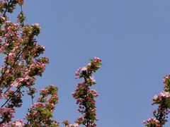 -海棠花溪(元大都城垣遗址公园)