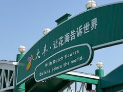 -荷兰花海