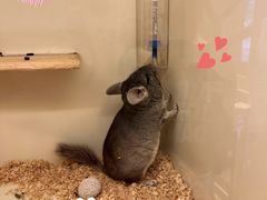 -龙猫仔乐园(惠福东路店)