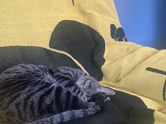 -萌兽医馆·犬猫专科·眼科中心·宠物医院(朝阳门分院)