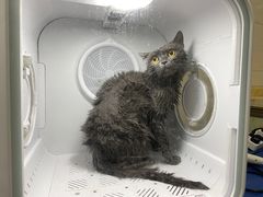 -瑞派动物医院·猫专科·至诚(江南中分院)