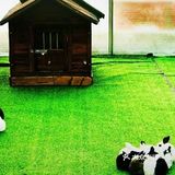 春日遛娃，就去动物乐园！