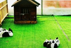 -萌宠亲子动物乐园(槐房万达店)