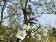 -樱桃山旅游景区