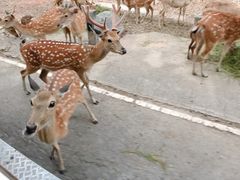 -清迈夜间动物园