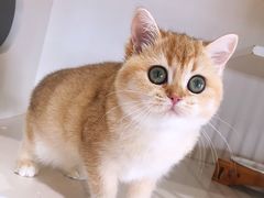 -东方名猫馆·英短金渐层布偶猫舍(环线广场1号楼店)
