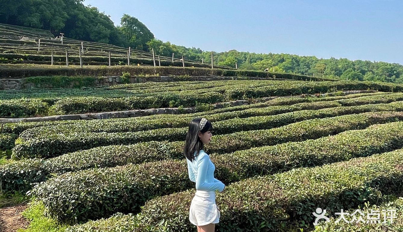 龙井茶园太好拍了