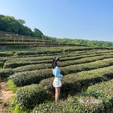 龙井茶园太好拍了