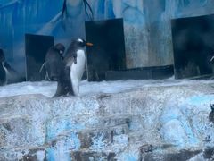 -海合安青岛极地海洋公园