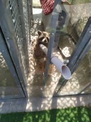 -萌宠亲子动物乐园(槐房万达店)