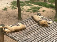 -西霞口神雕山野生动物世界