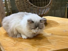 -藏猫猫咖啡主题馆(中央大道店)