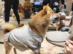 -逗柴咖啡屋·狗咖猫咖宠物桌游