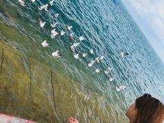 -青海湖国家重点风景名胜区