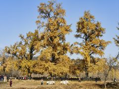 -千年银杏谷文化旅游区