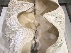 -青岛贝壳博物馆