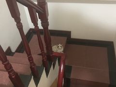 -Bastet sally猫舍购宠(静安店)