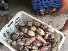 -南沙十九涌渔人码头-南门