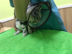 -瑞鹏宠物医院·宠保定点·心脏科·内科(御桥分院)