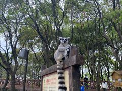 -上海野生动物园