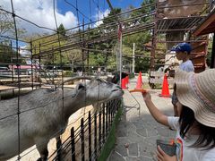 -神户市立六甲山牧场