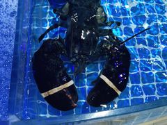-必点蒸汽海鲜(止锚湾店)