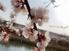 -桃花堤公园