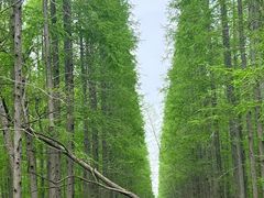 -东平国家森林公园