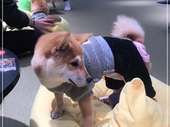 -逗柴咖啡屋·狗咖猫咖宠物桌游