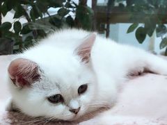 -屋虎猫馆(宝安大仟里店)