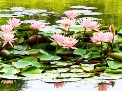 -国家植物园南园