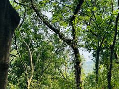 -上海佘山国家森林公园天马山园