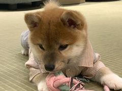 -逗柴咖啡屋·狗咖猫咖宠物桌游