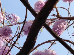 -Peet's Coffee皮爷咖啡(德基店)