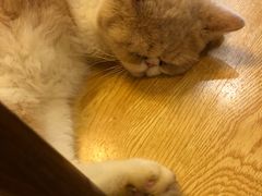 -万小咖.猫咖(中山路天虹店)